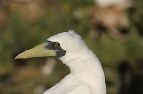 Hace 10 años que no era visto: la sorpresiva aparición de “pájaro enmascarado” en Región de Valparaíso