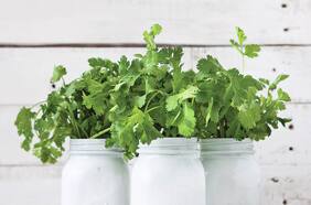 La belleza se nutre del cilantro