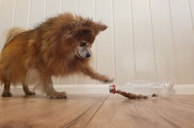 Paso a paso: cómo hacerle juguetes caseros a tu mascota