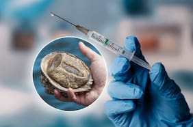 Vacuna chilena contra el cáncer de piel formulada con la proteína del loco