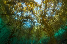 Bosques submarinos y su desconocido rol para detener el climático en la zona austral de Chile