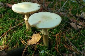 Fatal intoxicación en Lumaco: cómo identificar a los hongos silvestres venenosos que hay en Chile