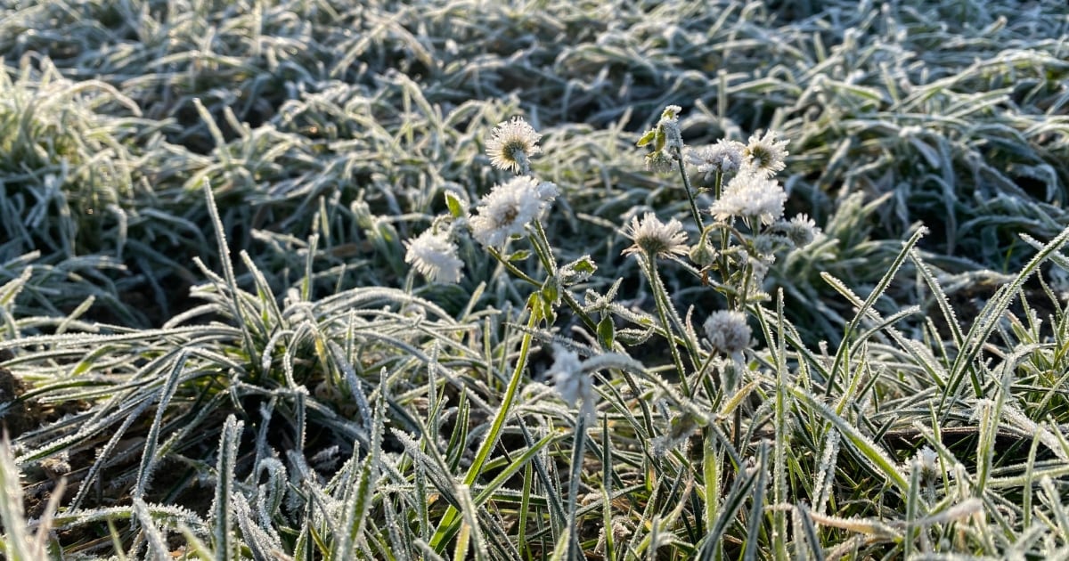 Heladas en el centro-sur de Chile: el frío que reveló grietas sociales y desafíos ambientales