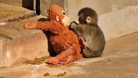 No es solo Punch: 6 animales huérfanos que encontraron consuelo en peluches