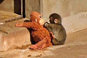 No es solo Punch: 6 animales huérfanos que encontraron consuelo en peluches