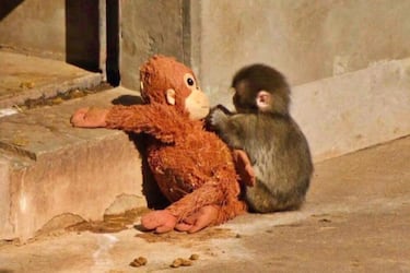 No es solo Punch: 6 animales huérfanos que encontraron consuelo en peluches