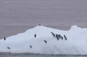 Captan el momento en que iceberg se voltea y arrastra a una colonia de pingüinos