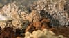Tierras raras: la nueva frontera que está explorando la minería chilena