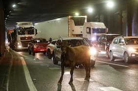 Vacas sueltas en General Velásquez: camión que transportaba animales volcó en autopista central