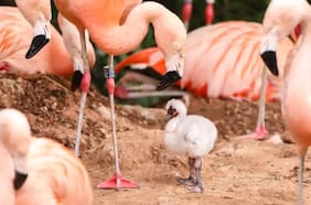 El extraño caso de una pareja de flamencos chilenos del mismo sexo que están criando juntos a un recién nacido