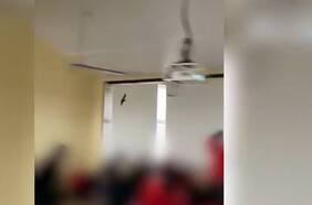Graban a un murciélago volando en plena clase en un colegio de Chiguayante