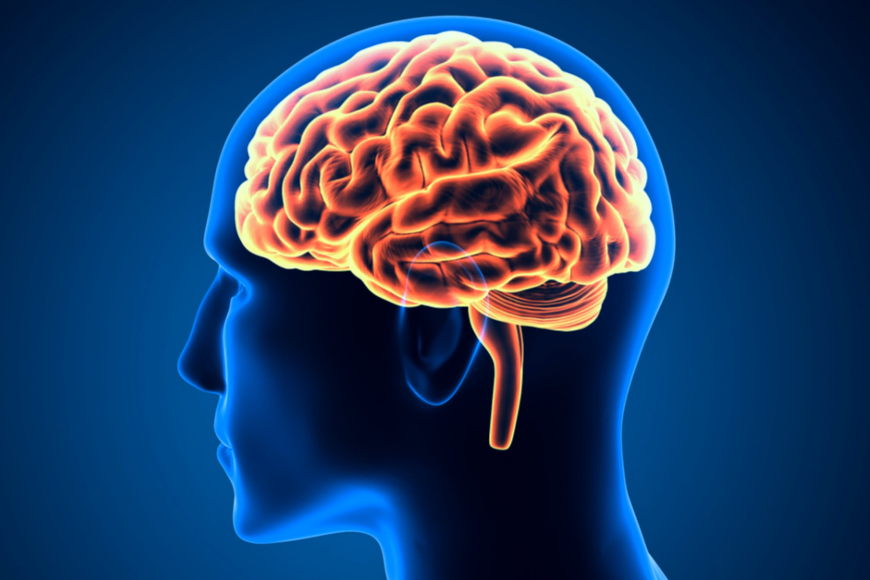 Por qué el cerebro humano no es uno, sino dos órganos, según una investigación liderada por Stanford. Foto: referencial.