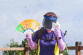 Hordas de “moscas del amor” invaden la capital de Corea del Sur