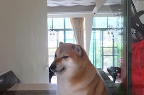 “Corre libremente por el cielo”: muere Cheems, el popular perrito meme de Internet