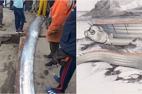 Qué es el pez remo y por qué se cree que anuncia terremotos y otros desastres