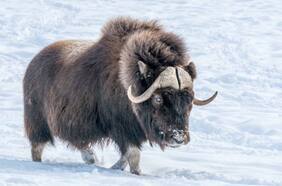 Un extraño buey, el mamut lanudo y el zorro ártico: así lograron sobrevivir al frío en la edad de hielo