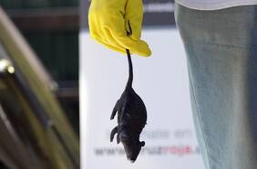 Confirman dos casos de virus Hanta en Chile, el mortal virus del ratón de cola larga