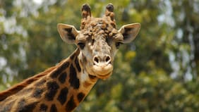 Nacidos bajo cuidado humano: la apuesta por salvar especies en riesgo