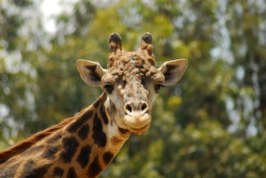 Nacidos bajo cuidado humano: la apuesta por salvar especies en riesgo