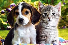 Relatos Transformadores: Una especial cadena de alimentos para mascotas