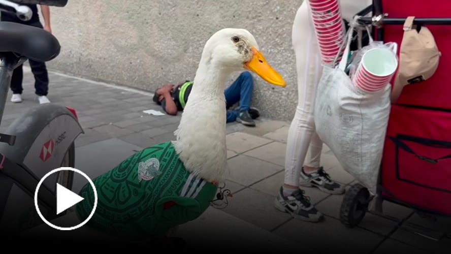 La historia de Merlín, el famoso pato de la selección mexicana que se hizo viral
