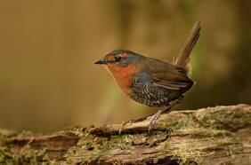 “El canto de los bosques del sur de Chile”: cómo es el chucao, el nuevo embajador de la fauna chilena