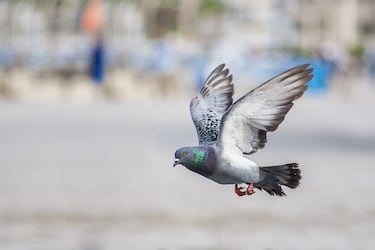Cuando los santiaguinos comían palomas: estudio revela cómo estas aves han evolucionado junto a la capital