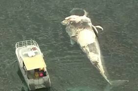 Cierran playas en Australia por amenaza de tiburones