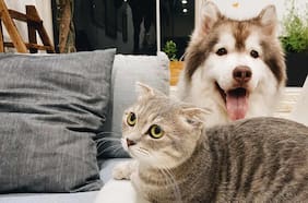 Perros y gatos transmiten a sus humanos superbacterias resistentes a los antibióticos