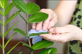 Cómo limpiar y cuidar las hojas de tus plantas