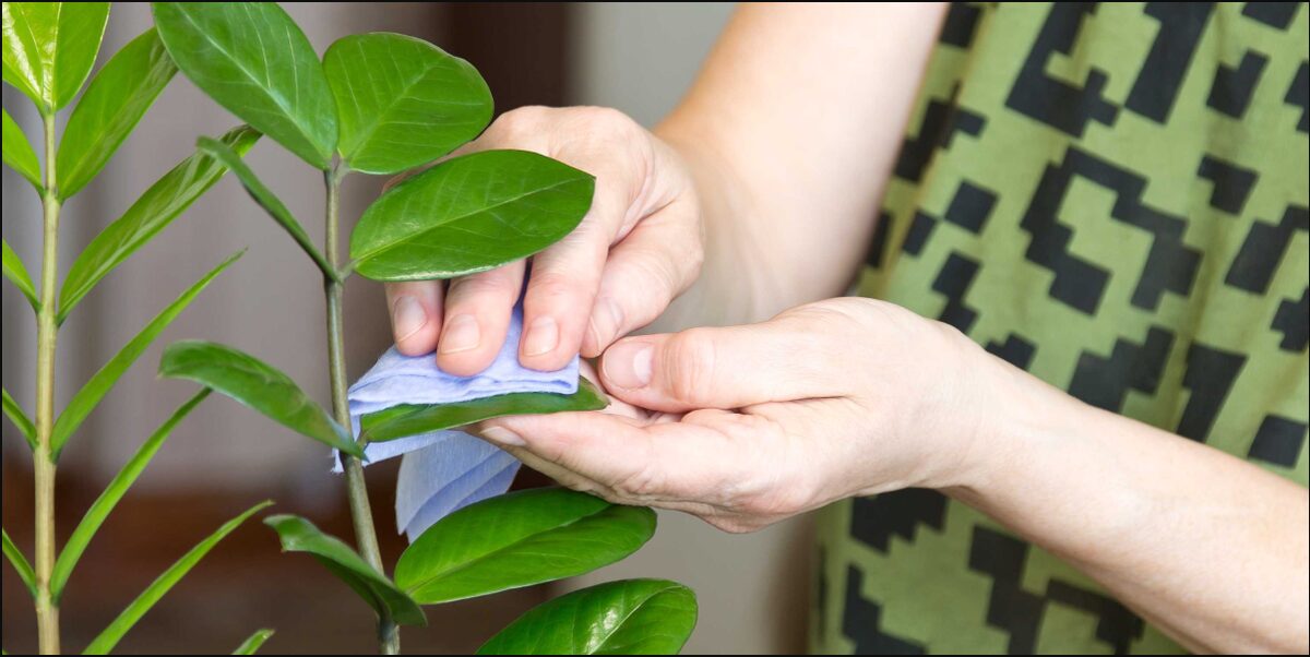 Cómo limpiar y cuidar las hojas de tus plantas - La Tercera