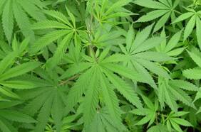 La Cámara de Representantes de EEUU votará la legalización de la marihuana a nivel estatal