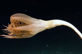 “Estoy alucinando”: video muestra extraña criatura marina que arrastra sus tentáculos