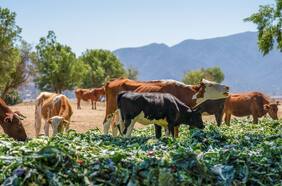 El chileno que recupera desechos orgánicos para alimentar a animales en zonas de sequía