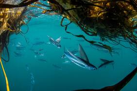 Peces voladores, pingüinos y pejeperros: “Mar de Pisagua” a un paso de convertirse en el área marina protegida más grande del norte de Chile
