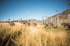 Cinco años recuperando la población de ñandúes en el Parque Nacional Patagonia