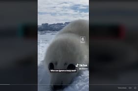 Conmovedor video muestra a una foca cachorro aferrándose a un buzo mientras el hielo se derrite