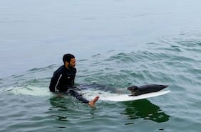 Esta foca bebé es captada surfeando junto a varias personas en California