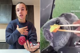 “Irritación y dolor”: los efectos del wasabi y otros alimentos en perros, según un veterinario