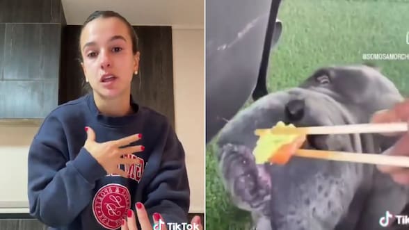 “Irritación y dolor”: los efectos del wasabi y otros alimentos en perros, según un veterinario