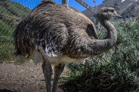 El milagroso regreso del ñandú a la Patagonia chilena