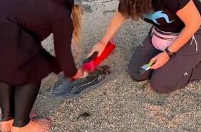 Vecinas de Algarrobo se convierten en las guardinas del Elasmosaurio