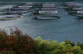 Salmones Camanchaca reporta un mayor impacto por bloom de algas en Los Lagos y asegura que ya retiró todos los salmones muertos