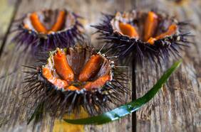 Erizos: seis formas de aprovechar esta delicia marina