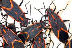 Chinches del arce: este es el producto que podría sacarlos de tu hogar