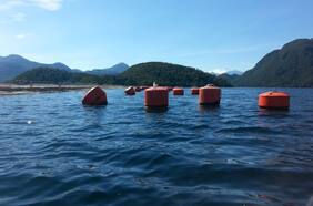 Tribunal Ambiental confirma la sanción a Mowi por el escape de salmones en 2018 y la noruega dice que va a la Corte Suprema