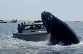Ballena golpea violentamente a un barco de pesca