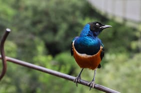 Aviario Parque Tricao: uno de los aviarios más grandes del mundo está a 100 minutos de Santiago