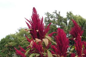 Amaranto: cómo esta nutritiva planta mexicana podría eludir el megasequía y el cambio climático en Chile