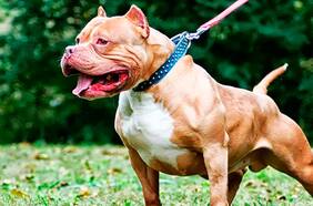 Menor de edad fallece en Vallenar tras sufrir ataque de perro pitbull